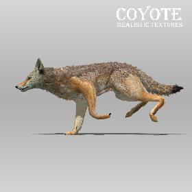 3D Coyote Animated model